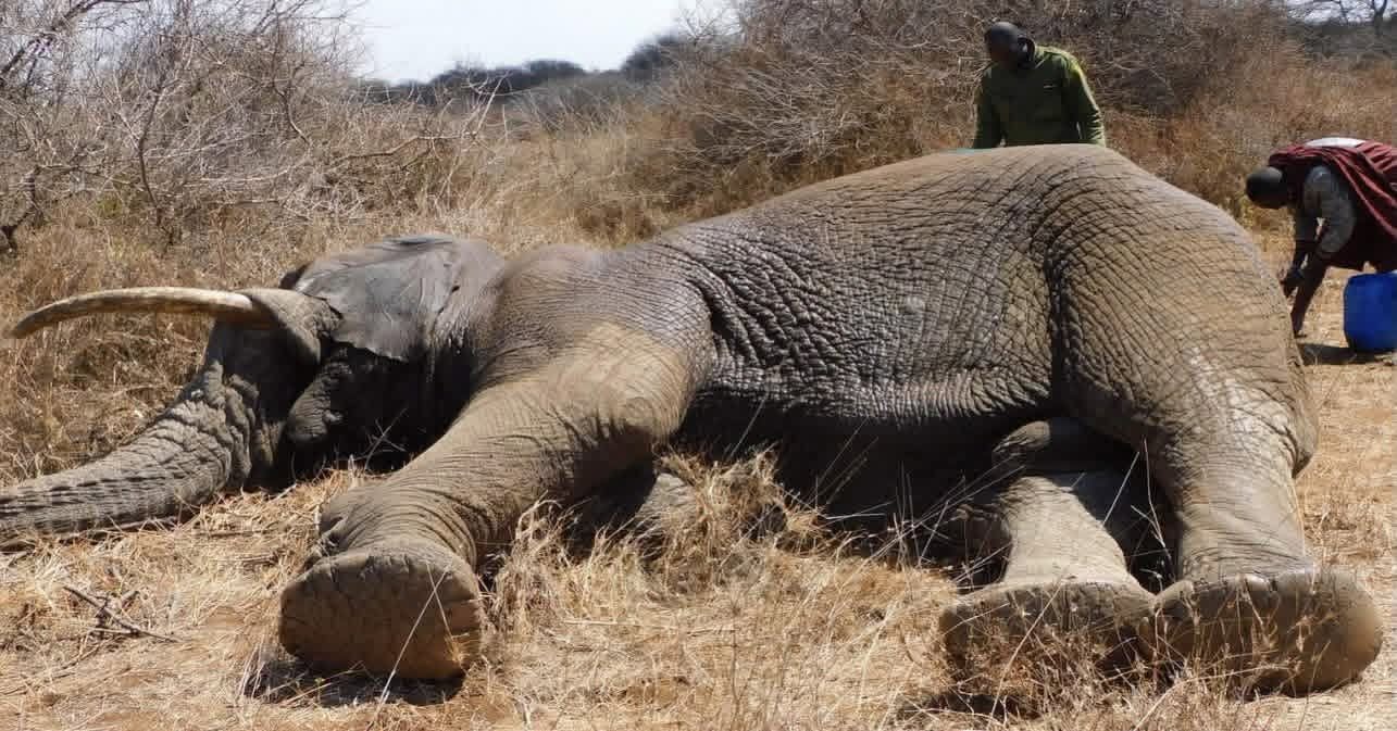 Kenya probes suspected cyanide poisoning after 16 elephants die
